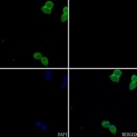 FOLR1 antibody Catalog Number: orb213943图2