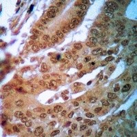FOLR1 antibody Catalog Number: orb213943图3