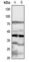 FPR1 antibody Catalog Number: orb213948图3