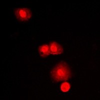 mTOR antibody Catalog Number: orb213950图2