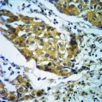mTOR antibody Catalog Number: orb213950图3