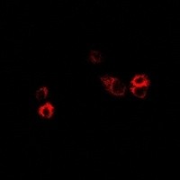 FSHR antibody Catalog Number: orb213952图2