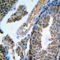 FSHR antibody Catalog Number: orb213952图3