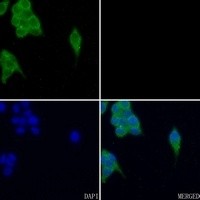 FYN (phospho-Y530) antibody Catalog Number: orb213956图2