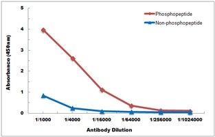 FYN (phospho-Y530) antibody Catalog Number: orb213956图4