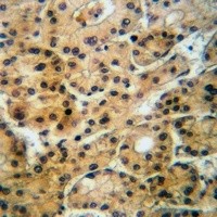 GABRA4 antibody Catalog Number: orb213961图2