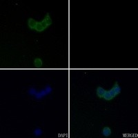 GABRA4 antibody Catalog Number: orb213961图3