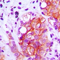 GAD1 antibody Catalog Number: orb213964图2