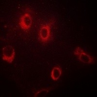 GAD1 antibody Catalog Number: orb213964图3
