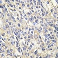 GALK1 antibody Catalog Number: orb213966图3