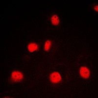 GATA1 antibody Catalog Number: orb213968图2