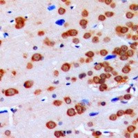 GBP3 antibody Catalog Number: orb213970图3