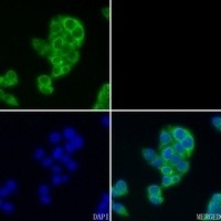 GBP3 antibody Catalog Number: orb213970图2