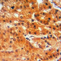 GCLC antibody Catalog Number: orb213983图3