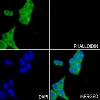GCLC antibody Catalog Number: orb213983图2