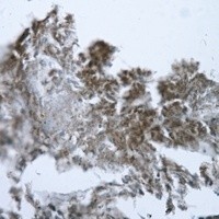 GOT1 antibody Catalog Number: orb213988图3