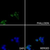 GOT1 antibody Catalog Number: orb213988图2