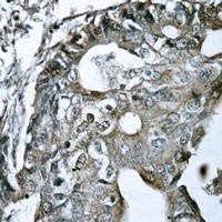 GPR15 antibody Catalog Number: orb213993图3