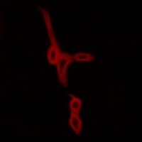 GPR15 antibody Catalog Number: orb213993图2