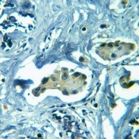 GRIA2 antibody Catalog Number: orb214008图2