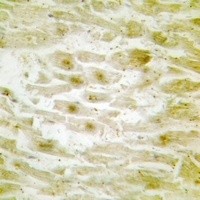 GTF2E2 antibody Catalog Number: orb214024图3