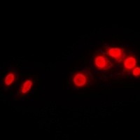 HIST1H1B antibody Catalog Number: orb214030图3
