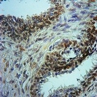 HDAC1 (phospho-S421) antibody Catalog Number: orb214034图3