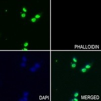 HDAC1 (phospho-S421) antibody Catalog Number: orb214034图2