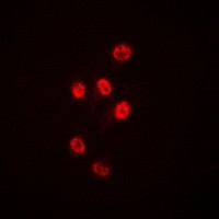 HDAC1 antibody Catalog Number: orb214035图2